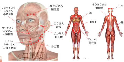 バスコンボの顔と全身への使用部位