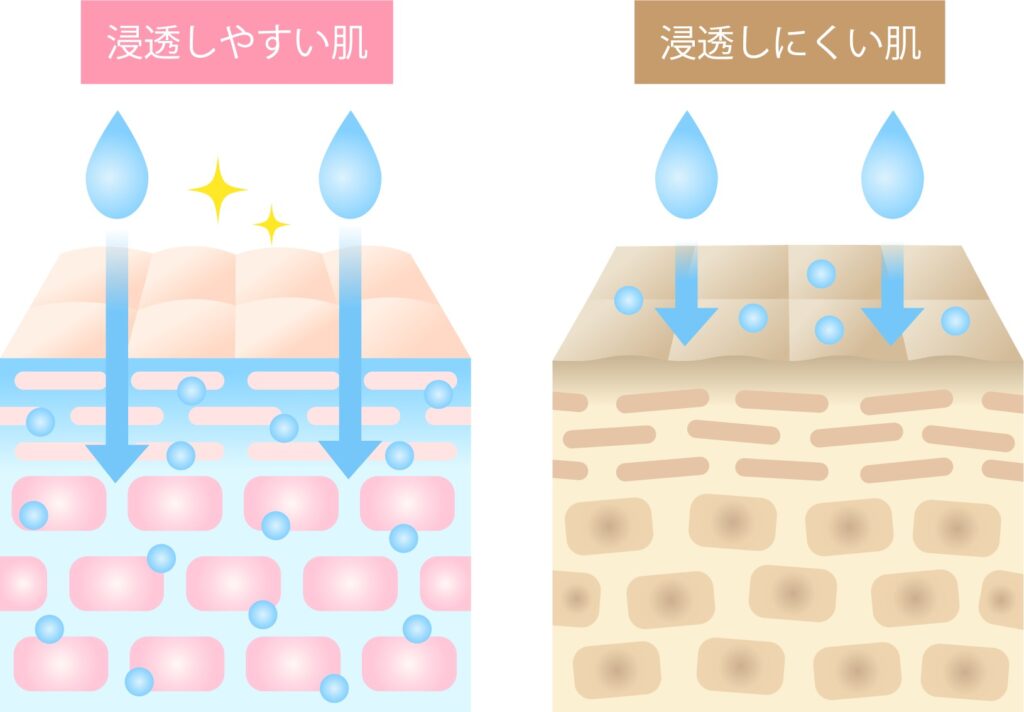 浸透しやすい肌と浸透しにくい肌