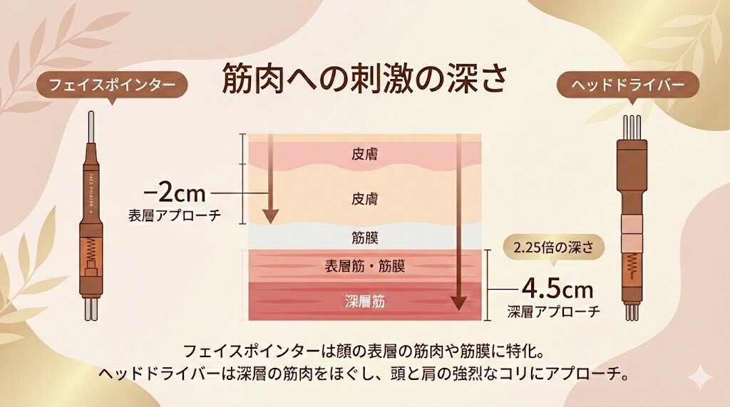 フェイスポインターとヘッドドライバーの筋肉へのアプローチの深さの比較